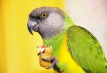 What Is A Senegal Parrot Personality?
