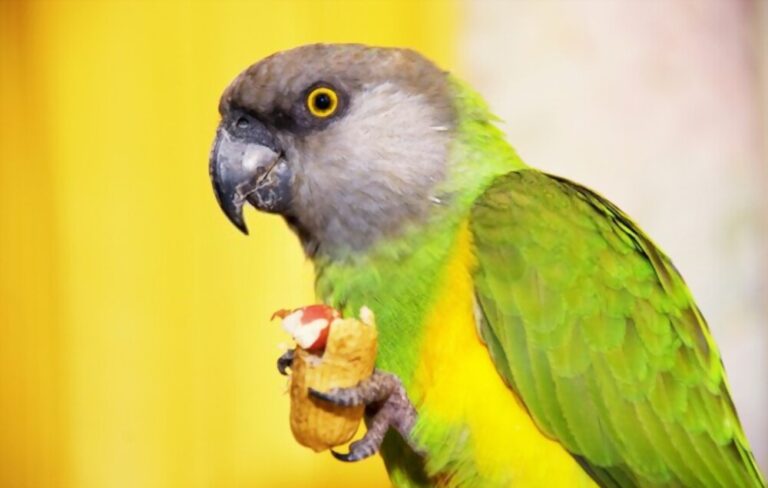 What Is A Senegal Parrot Personality?