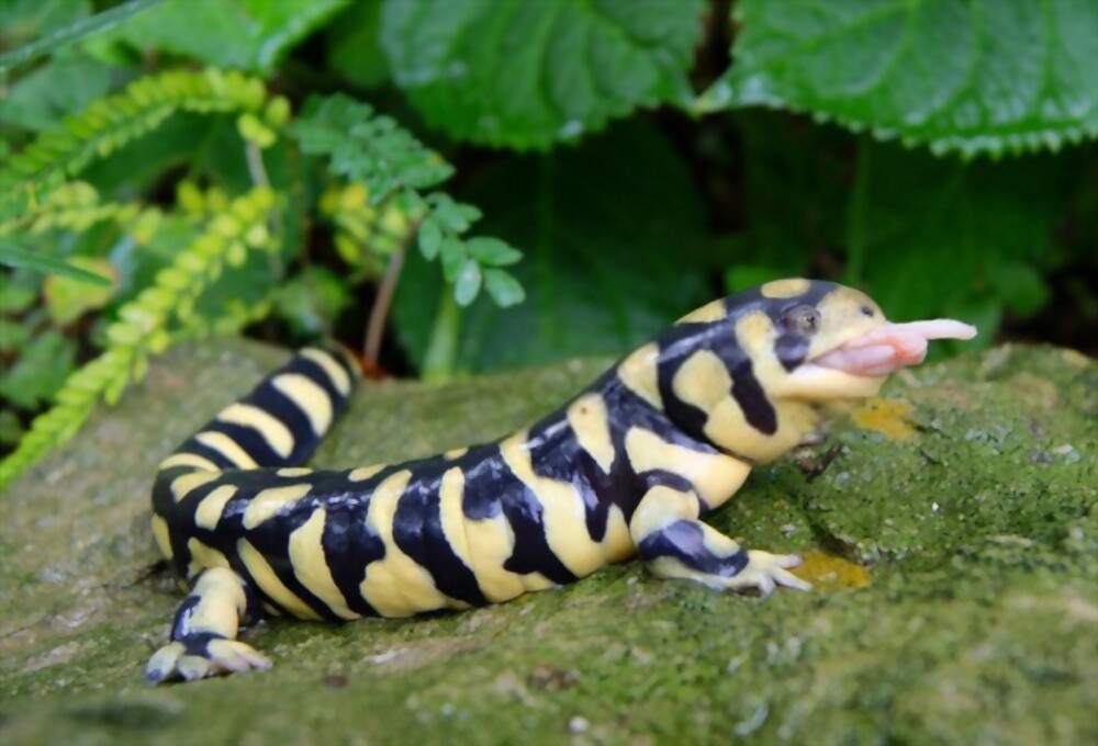 What Does Tiger Salamander Eat?