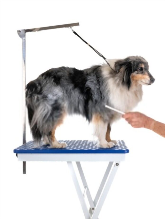 Dog Grooming Table - Things To Consider