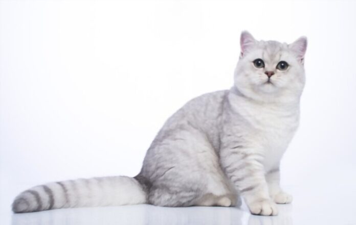 Information Regarding British Silver Shorthair Cat Breeders