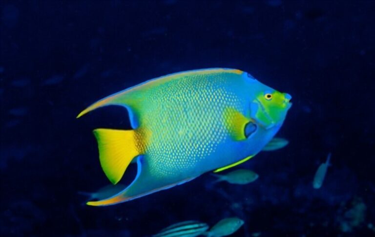 8 Simple Facts for Angelfish Breeders