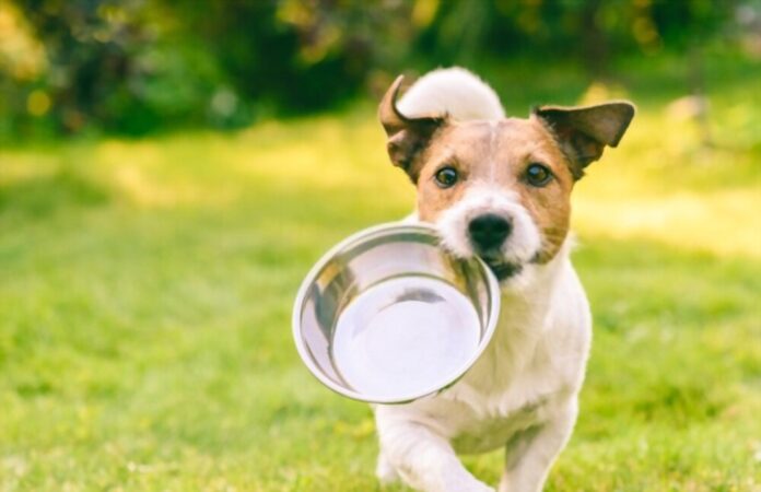 How to Find Affordable Dog Food in Bangalore for Your Pet?