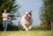 How to train your dog to behave properly