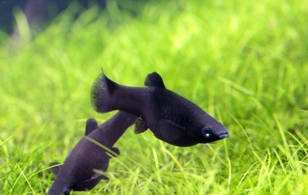 The Aquarium is Beautiful and Lively with Black Molly Fish