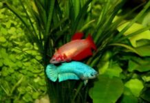 The Best Places to Buy Female Bettas