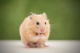 Can Hamsters Eat Salam