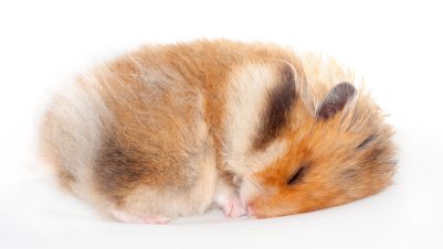 Do Hamsters Hibernate